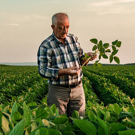 Crop Programs